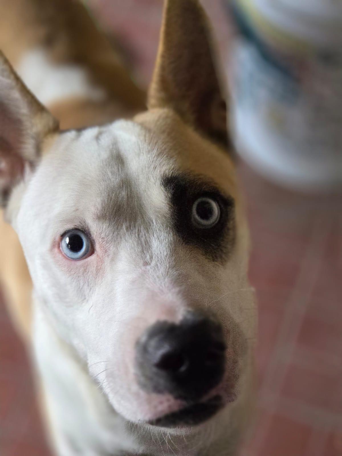 Enlarge Lucy, a ADOPTABLE mixed breed in Woodstock, ON image 5/6