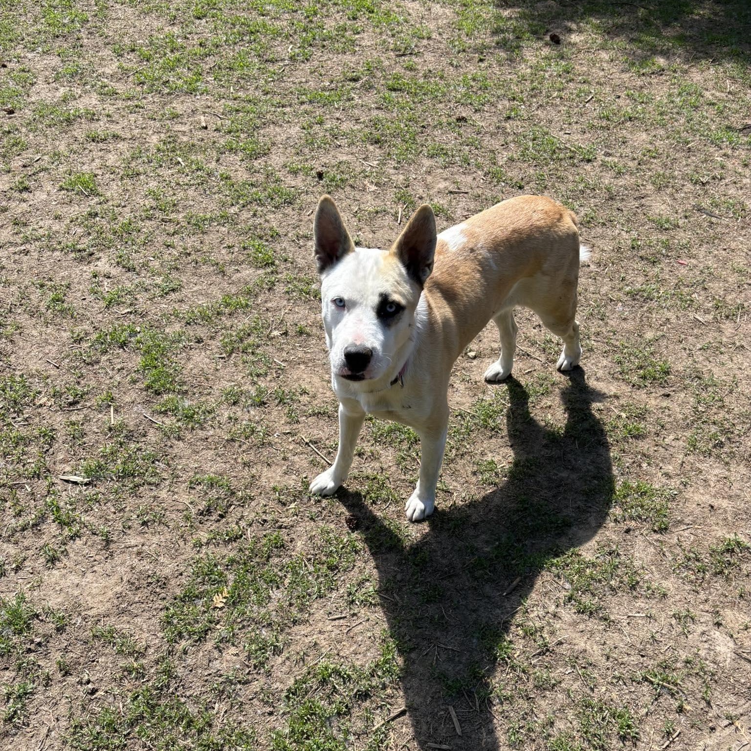 Lucy, a ADOPTABLE mixed breed in Woodstock, ON image 1/5