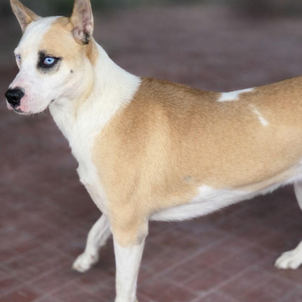 Enlarge Lucy, a ADOPTABLE mixed breed in Woodstock, ON image 3/6