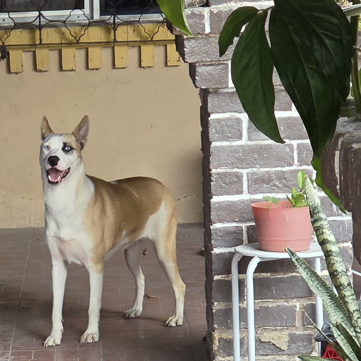 Enlarge Lucy, a ADOPTABLE mixed breed in Woodstock, ON image 6/6