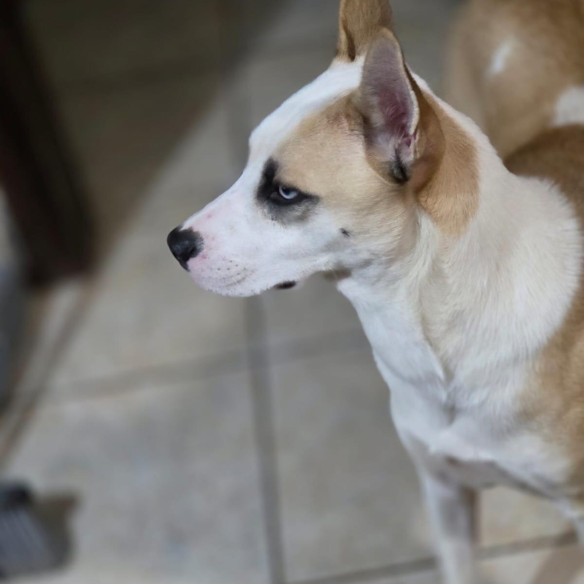 Enlarge Lucy, a ADOPTABLE mixed breed in Woodstock, ON image 4/6