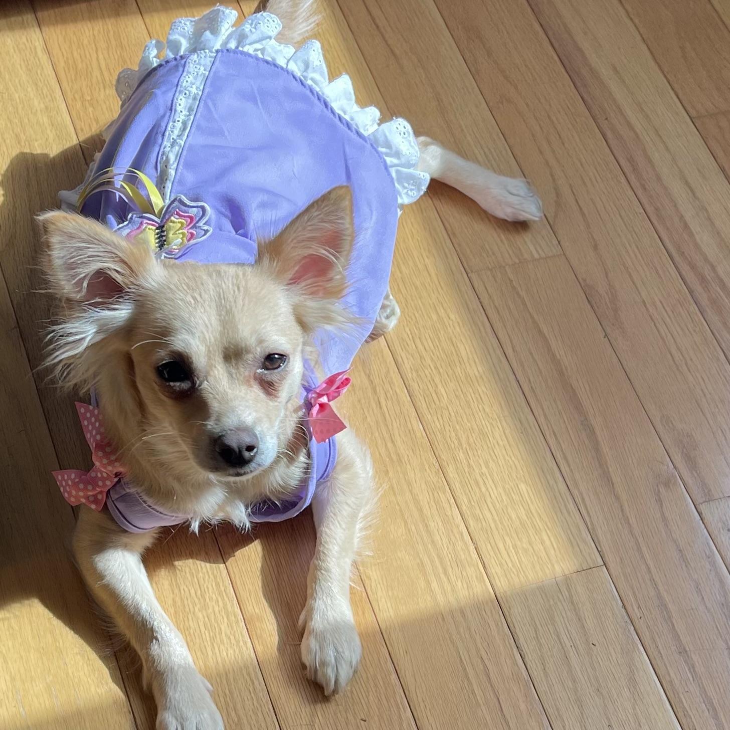 Enlarge Teagan , an adoptable Chihuahua in Kannapolis, NC image 5/6