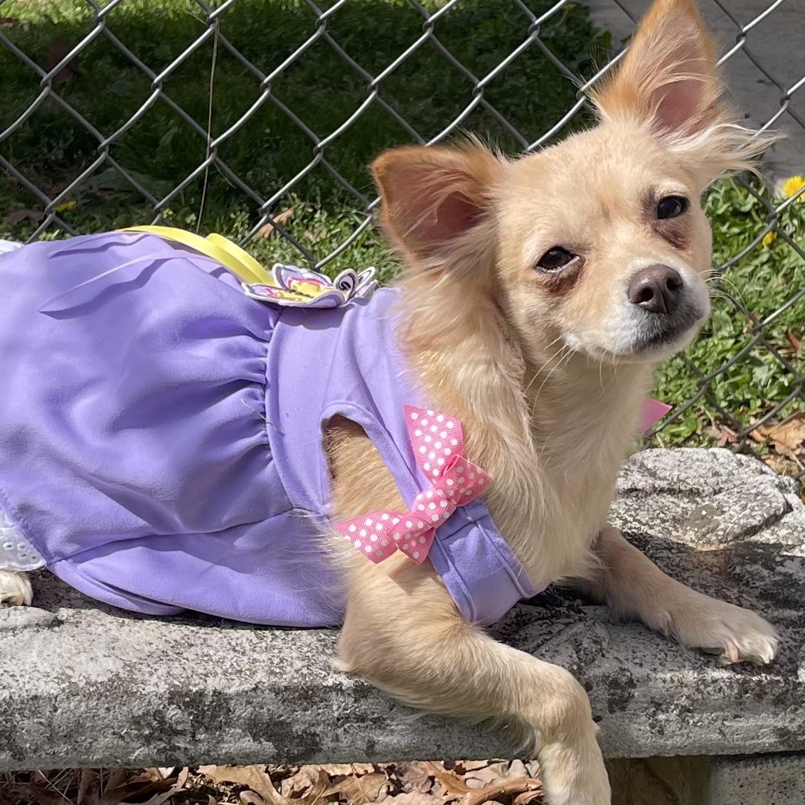 Enlarge Teagan , an adoptable Chihuahua in Kannapolis, NC image 6/6