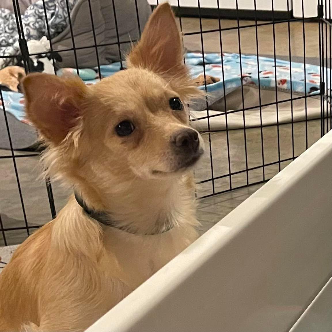 Teagan , a ADOPTABLE Chihuahua in Kannapolis, NC image 3/6