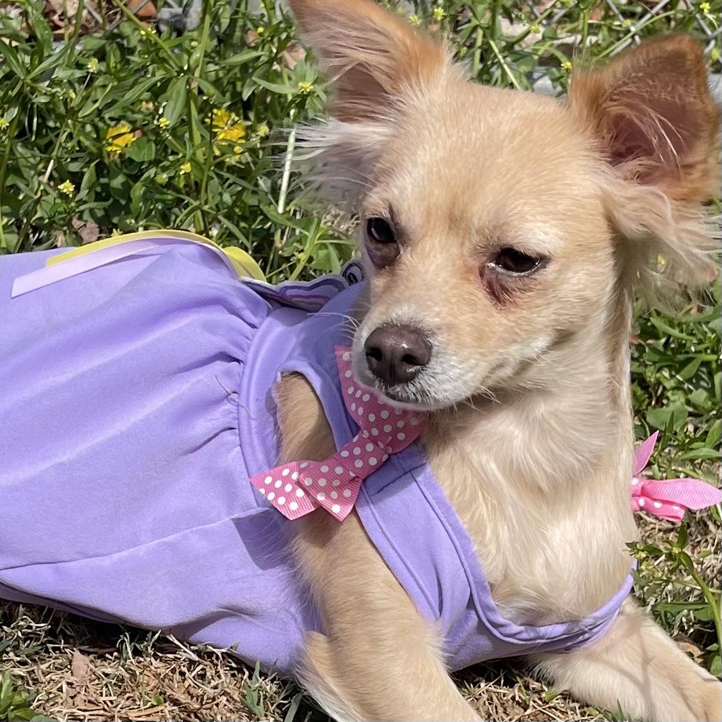 Enlarge Teagan , an adoptable Chihuahua in Kannapolis, NC image 4/6