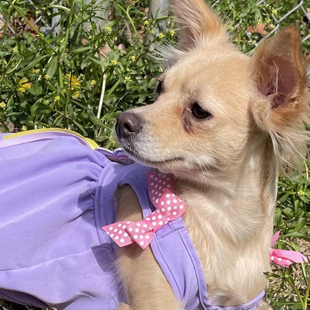 Teagan , adoptable, Young Female Chihuahua.