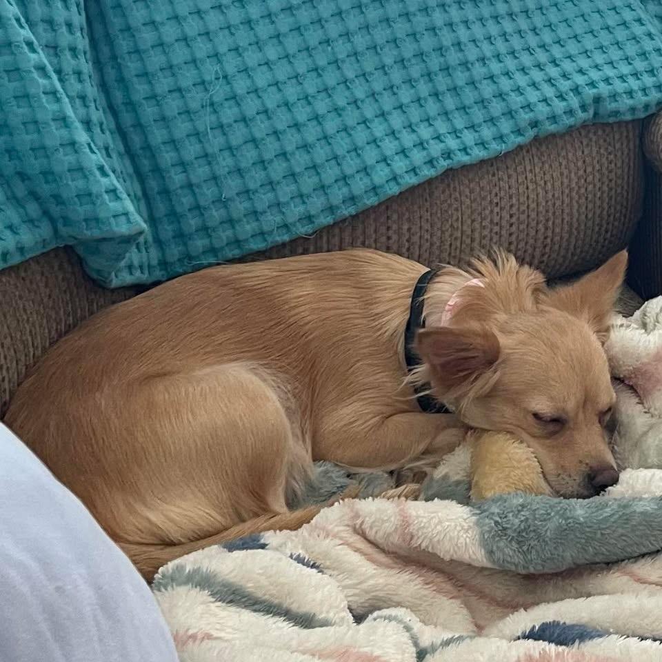 Teagan , a ADOPTABLE Chihuahua in Kannapolis, NC image 5/6