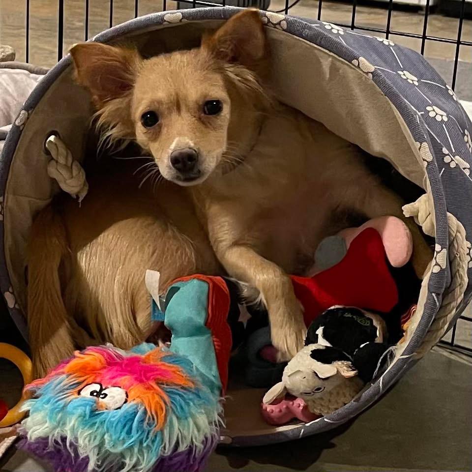 Teagan , a ADOPTABLE Chihuahua in Kannapolis, NC image 6/6