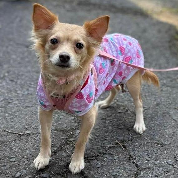 Enlarge Teagan , an adoptable Chihuahua in Kannapolis, NC image 2/6