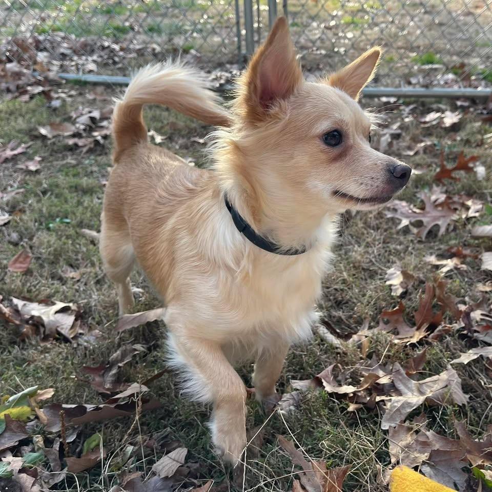 Teagan , ADOPTABLE, Adult Female Chihuahua.