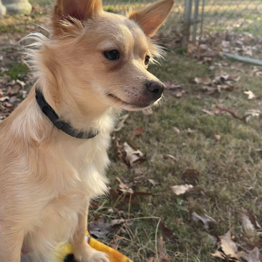 Teagan , a ADOPTABLE Chihuahua in Kannapolis, NC image 2/6