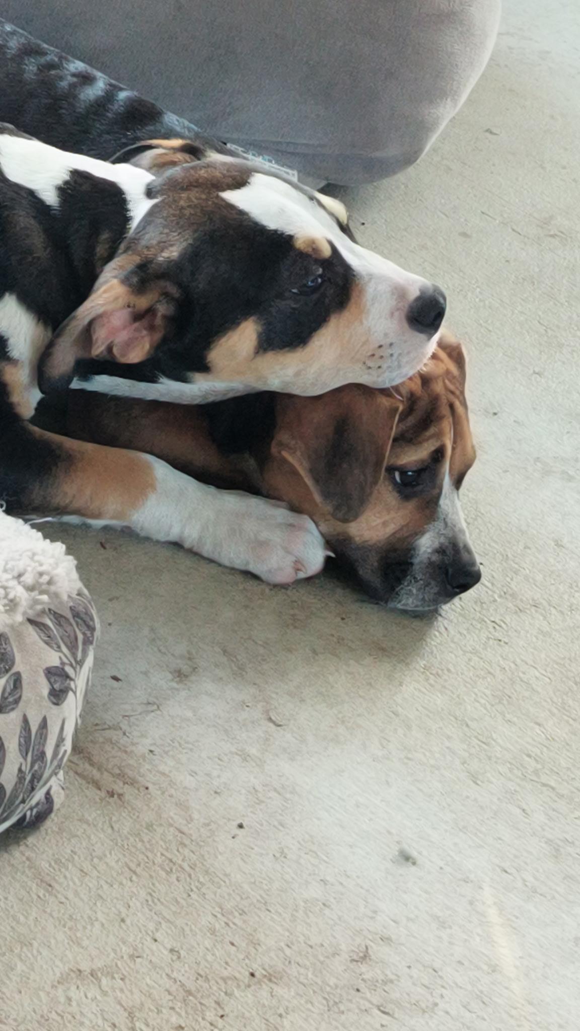 Enlarge Gibbs & Ziva, an adoptable mixed breed in Port Saint Lucie, FL image 4/6