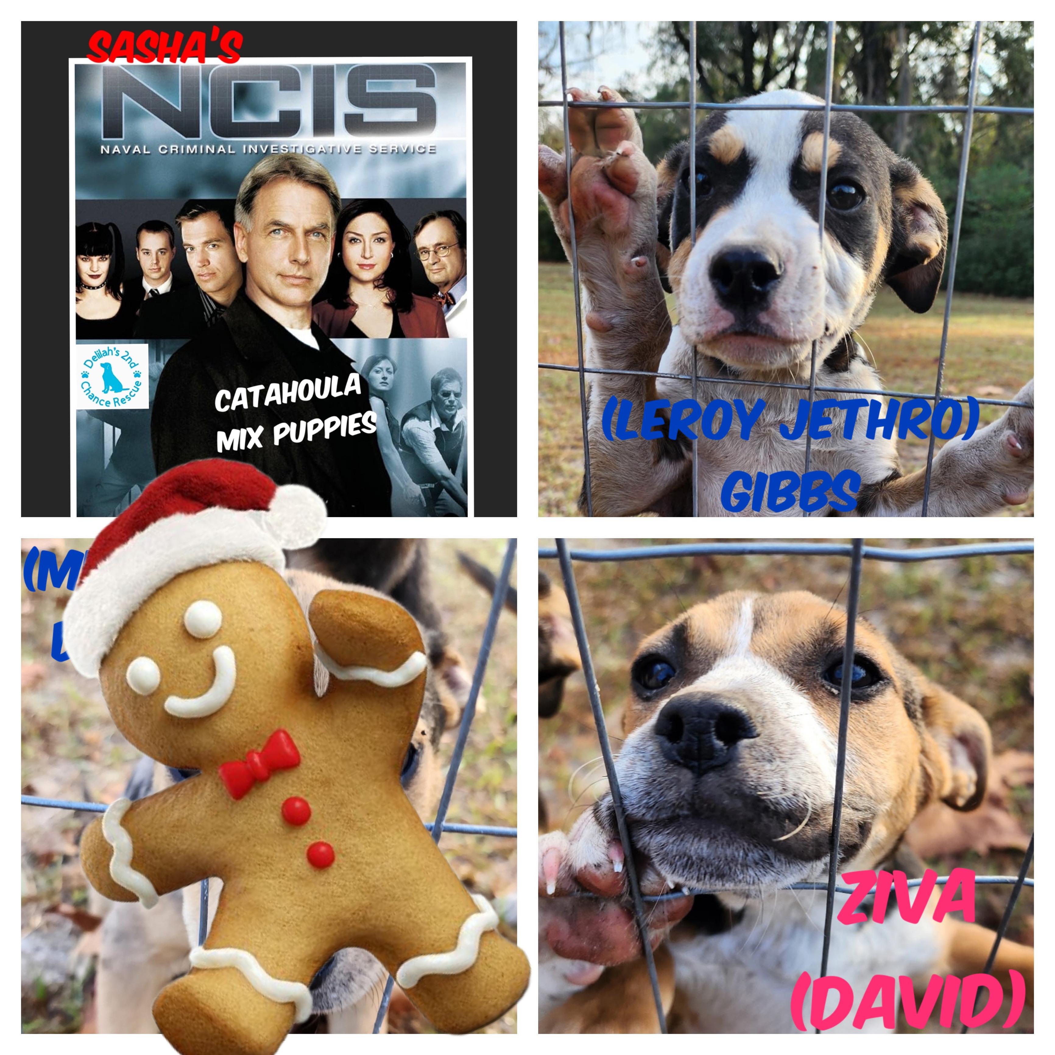Enlarge NCIS pups, a ADOPTABLE mixed breed in Port Saint Lucie, FL image 1/1
