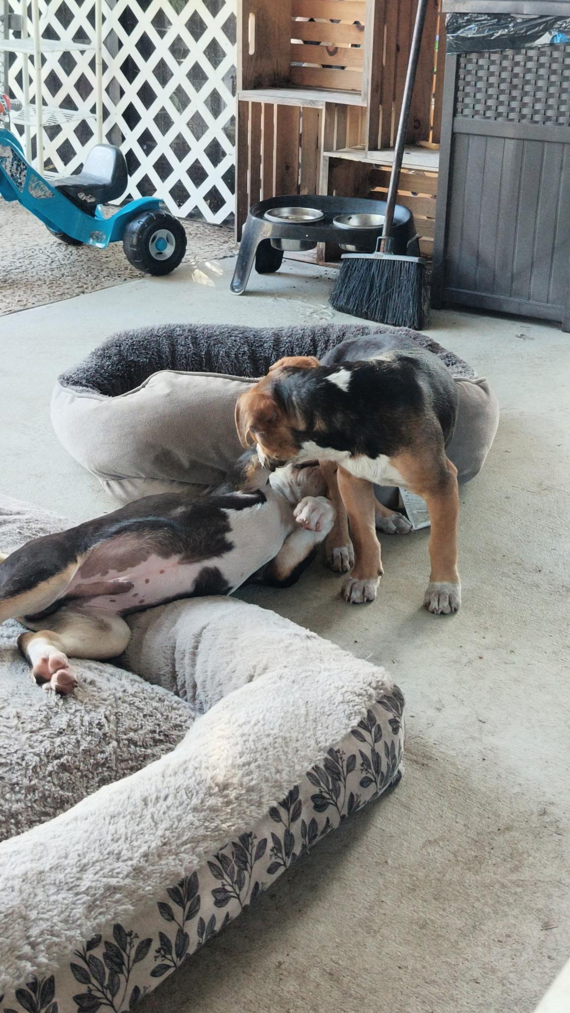 Enlarge Gibbs & Ziva, an adoptable mixed breed in Port Saint Lucie, FL image 5/6