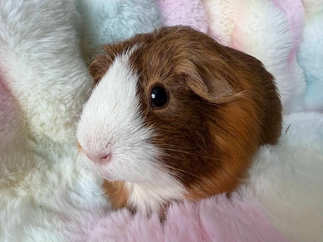 Enlarge Cookie & Pumpkin, a Adoptable Guinea Pig in West Chester, OH image 2/5
