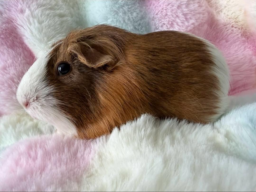 Enlarge Cookie & Pumpkin, a Adoptable Guinea Pig in West Chester, OH image 4/5