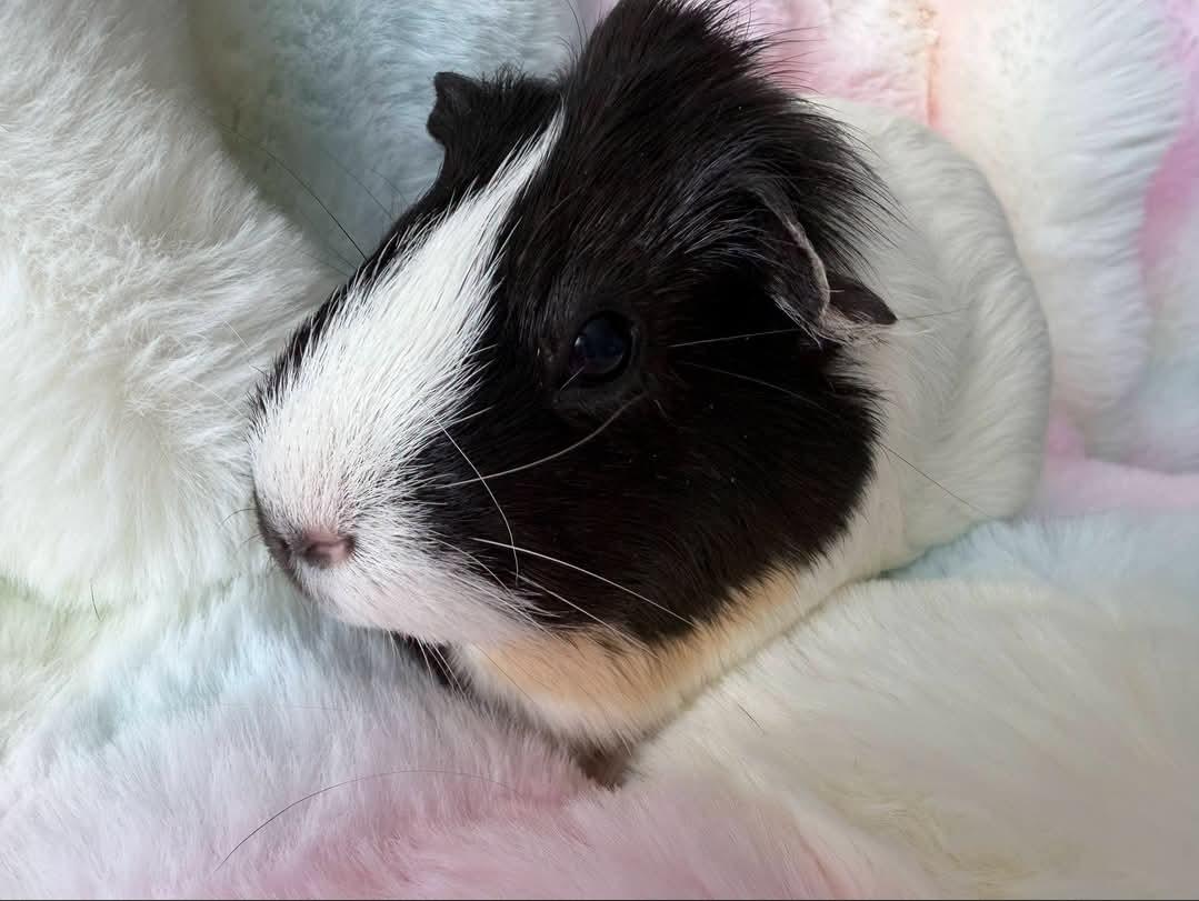 Enlarge Cookie & Pumpkin, a Adoptable Guinea Pig in West Chester, OH image 3/5