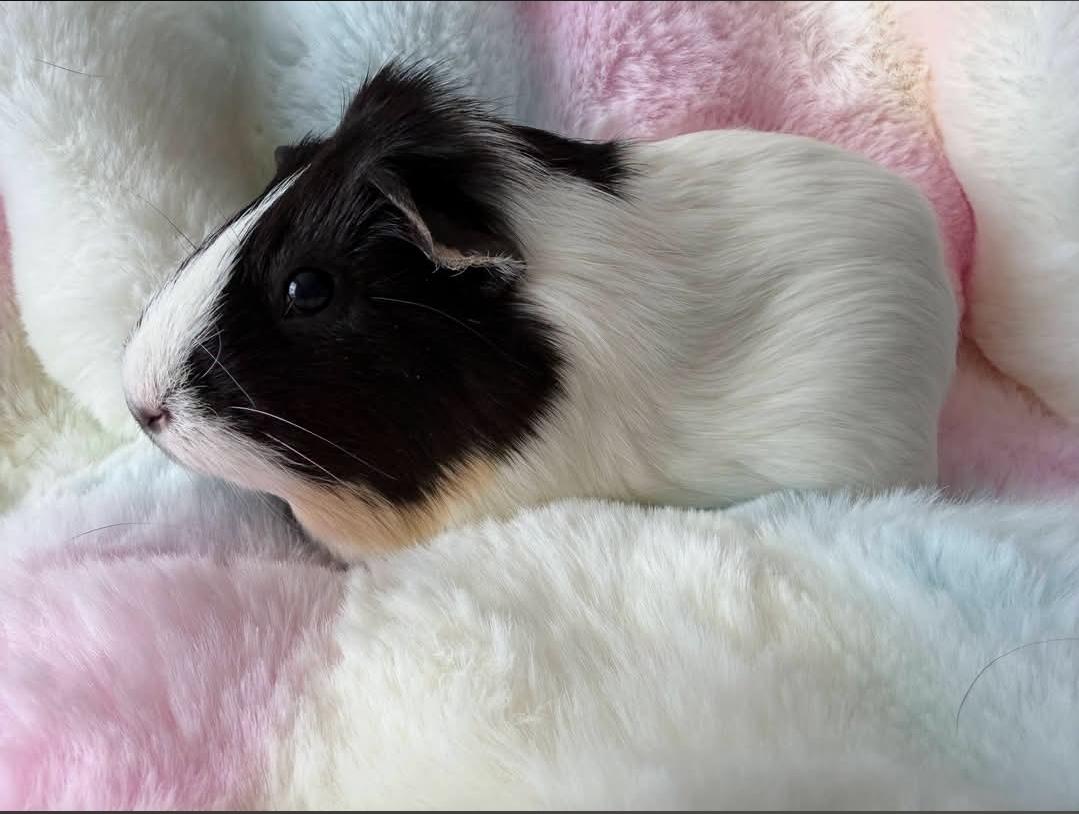 Enlarge Cookie & Pumpkin, a Adoptable Guinea Pig in West Chester, OH image 5/5