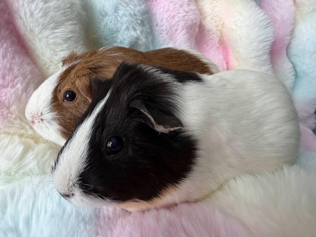 Cookie & Pumpkin, Adoptable, Senior Female Guinea Pig.