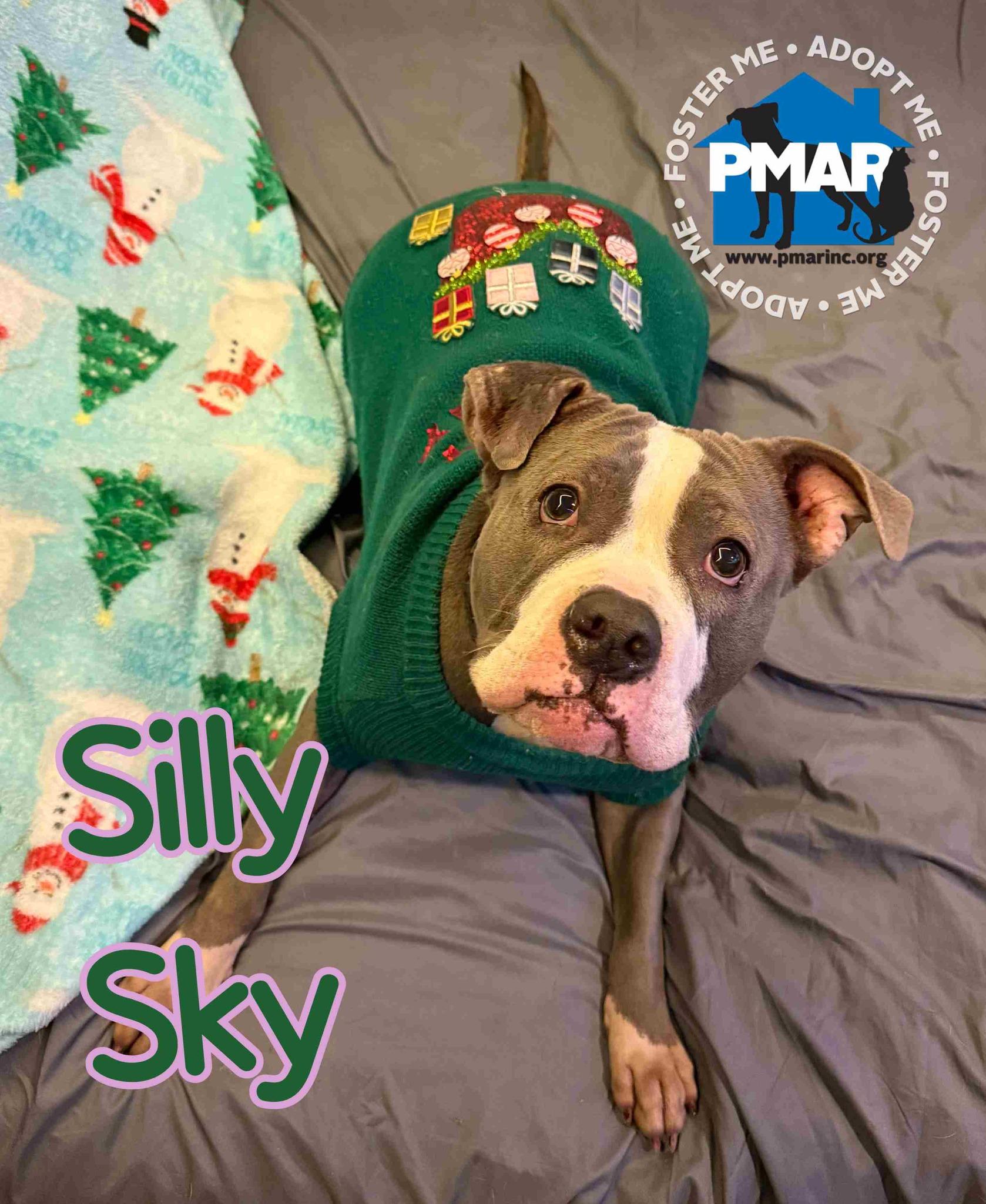 Enlarge Silly Sky, a ADOPTABLE mixed breed in Binghamton, NY image 1/1