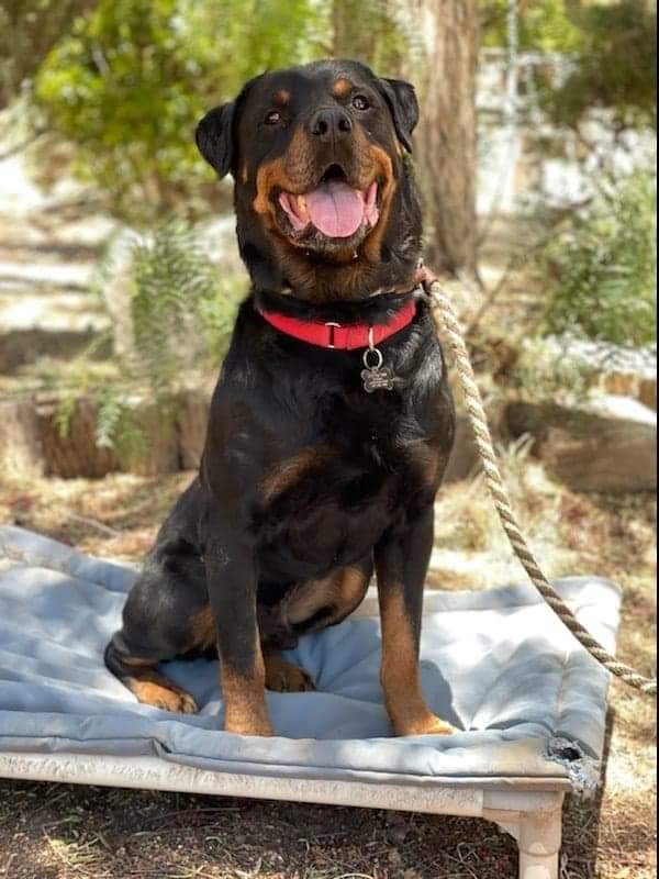Rocky, a Adoptable Rottweiler in Thatcher, AZ image 1/8