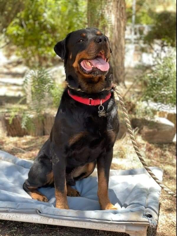 Rocky, a Adoptable Rottweiler in Thatcher, AZ image 2/8