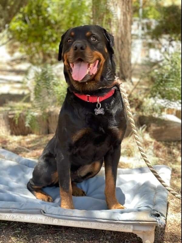 Rocky, a Adoptable Rottweiler in Thatcher, AZ image 3/8