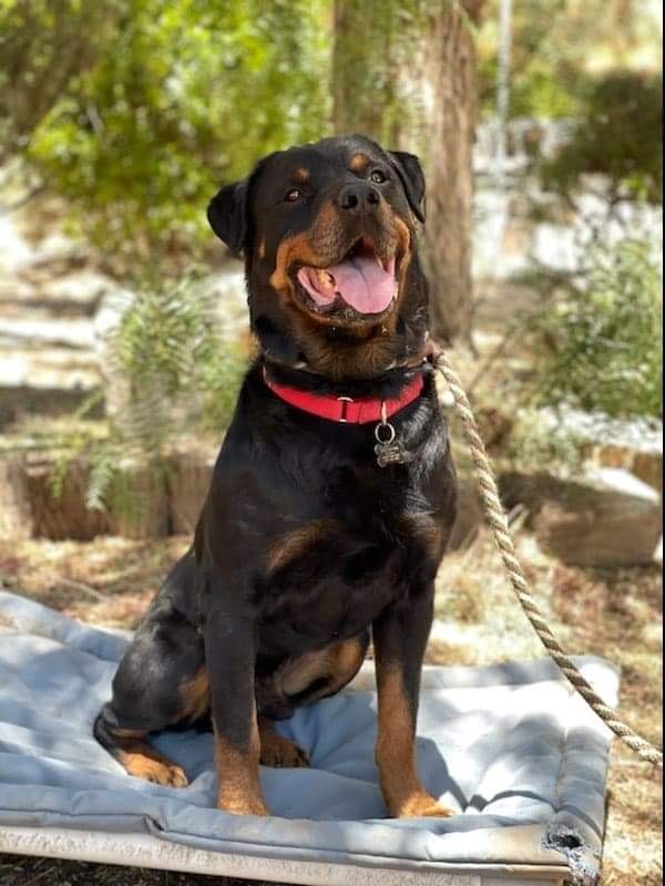 Rocky, a Adoptable Rottweiler in Thatcher, AZ image 4/8