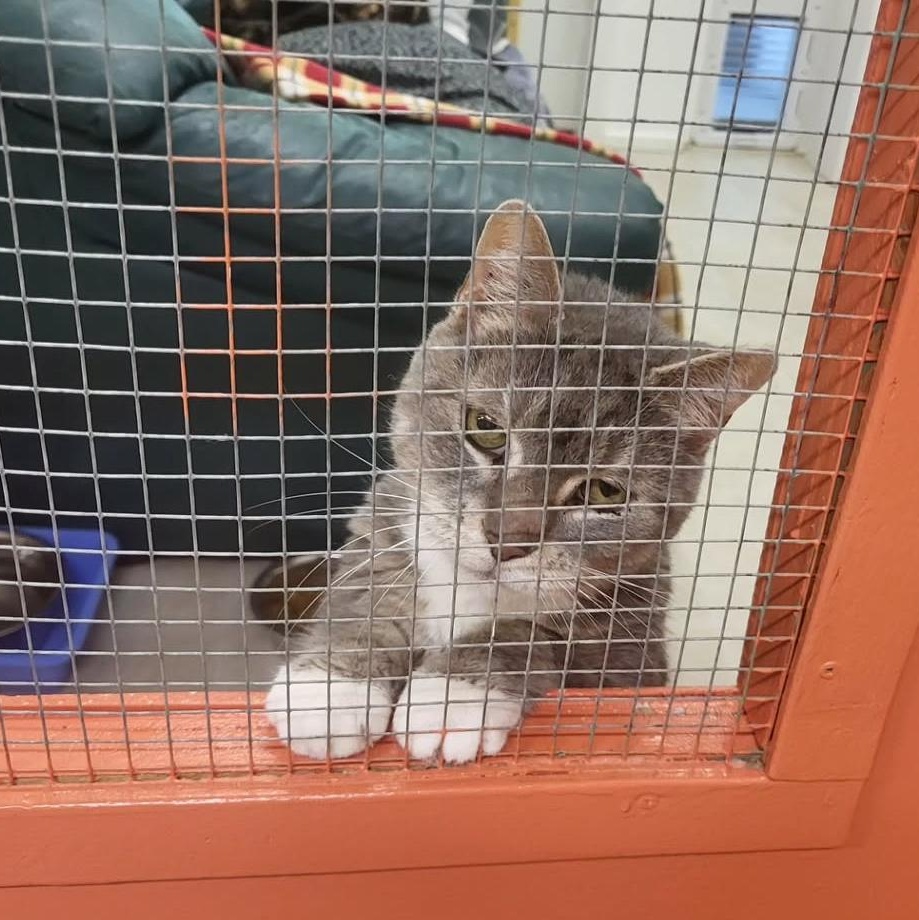 Wheego, an adoptable Domestic Short Hair in Maple Ridge, BC, V2W 1A4 | Photo Image 2
