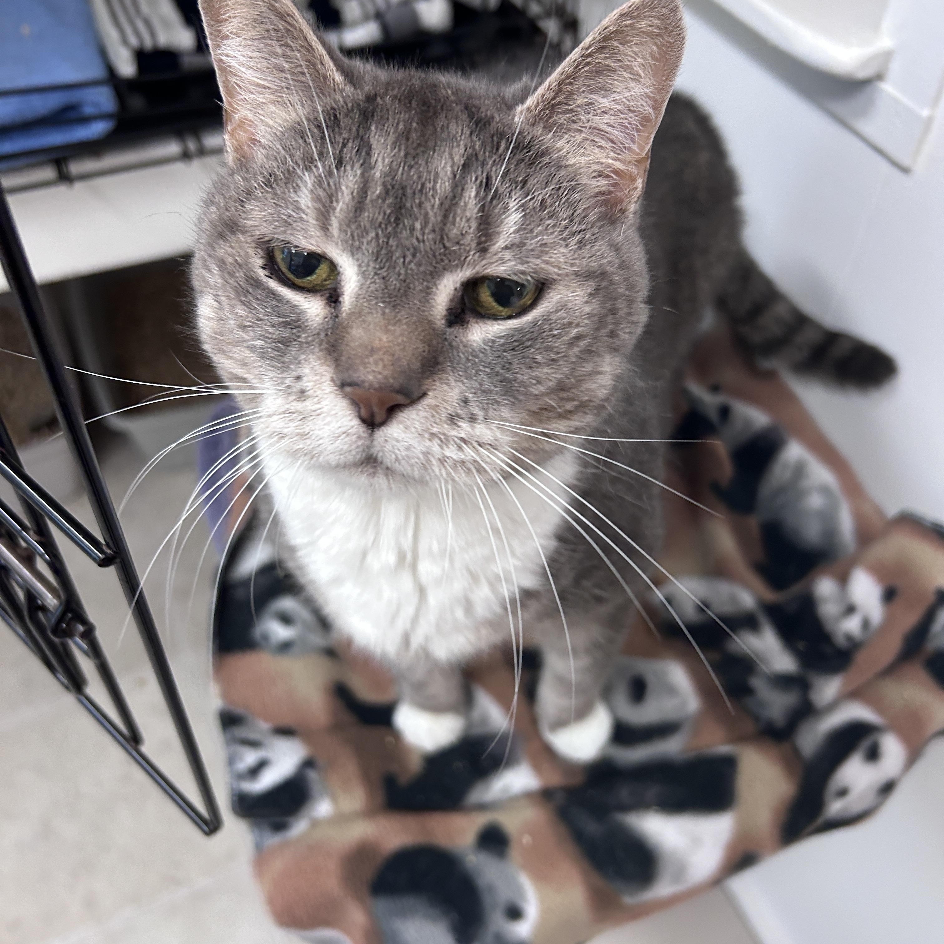 Wheego, an adoptable Domestic Short Hair in Maple Ridge, BC, V2W 1A4 | Photo Image 5