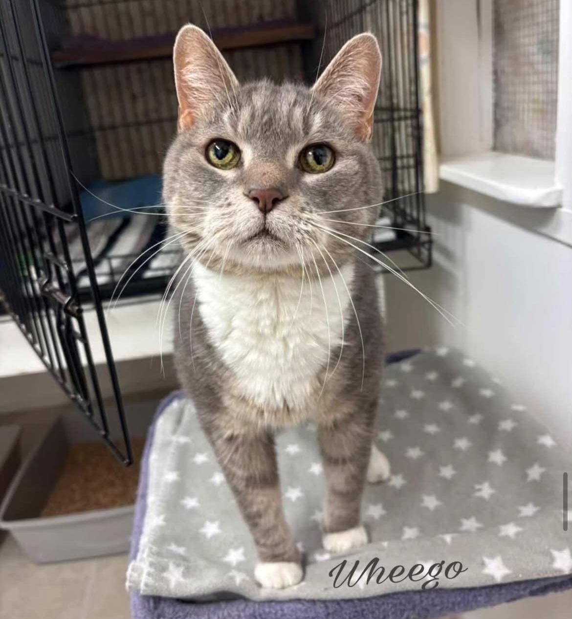 Wheego, an adoptable Domestic Short Hair in Maple Ridge, BC, V2W 1A4 | Photo Image 3