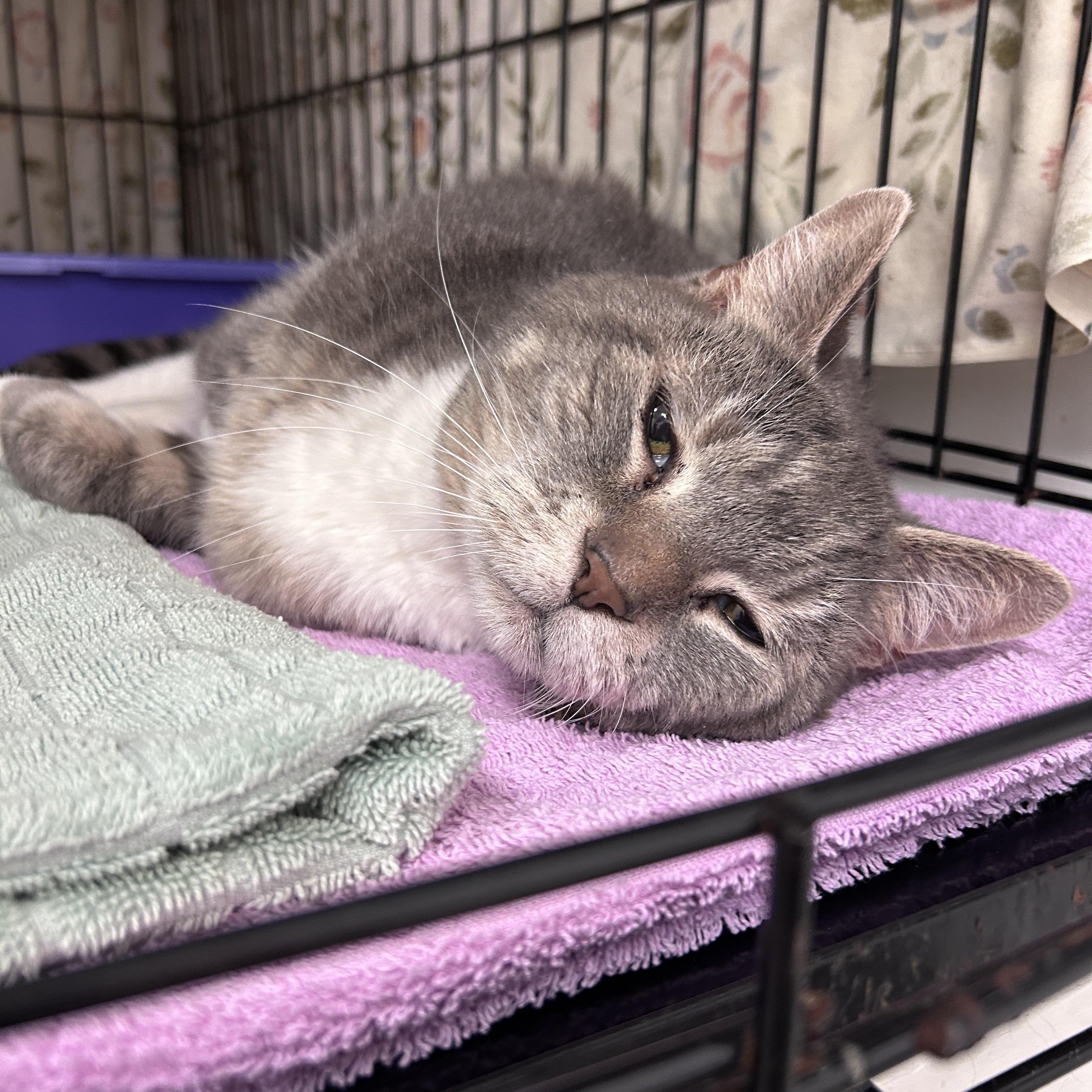 Wheego, an adoptable Domestic Short Hair in Maple Ridge, BC, V2W 1A4 | Photo Image 4