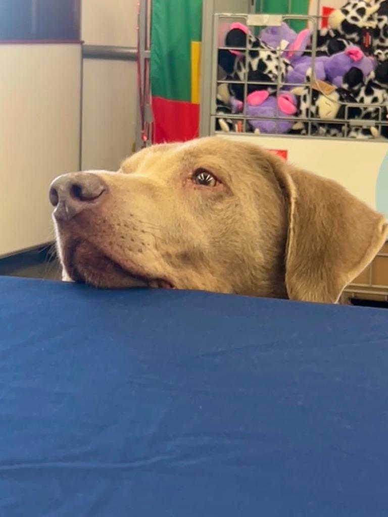 Ace, Adoptable, Adult Male Labrador Retriever.