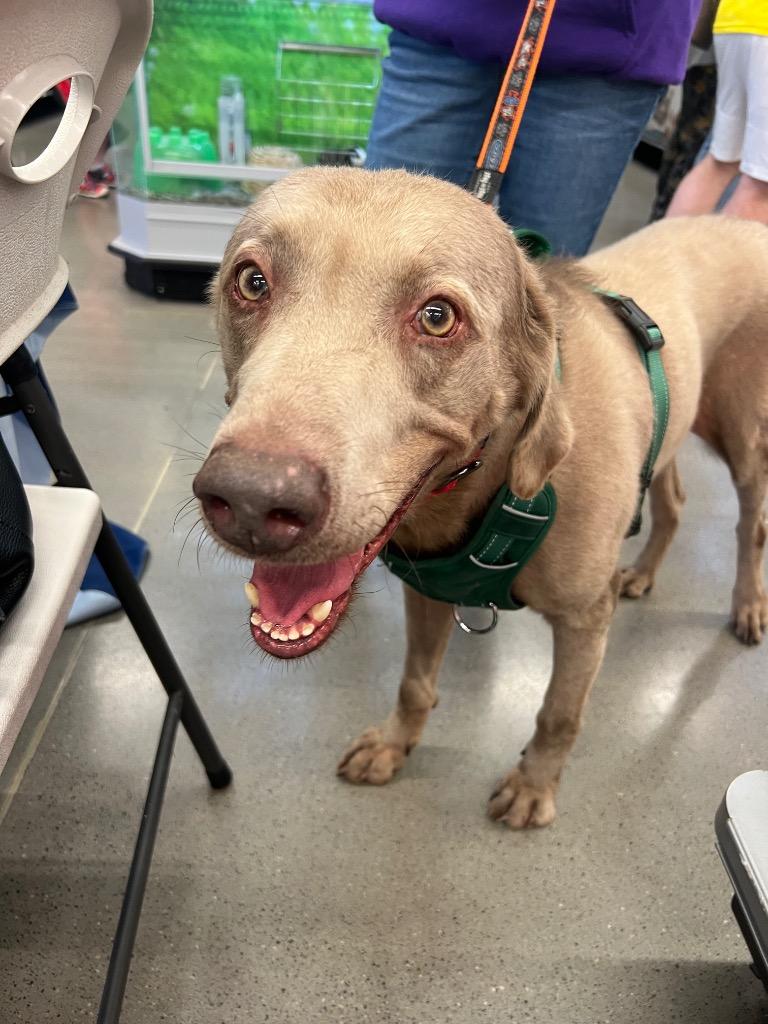 Enlarge Ace, a Adoptable Labrador Retriever in Valparaiso, IN image 3/3