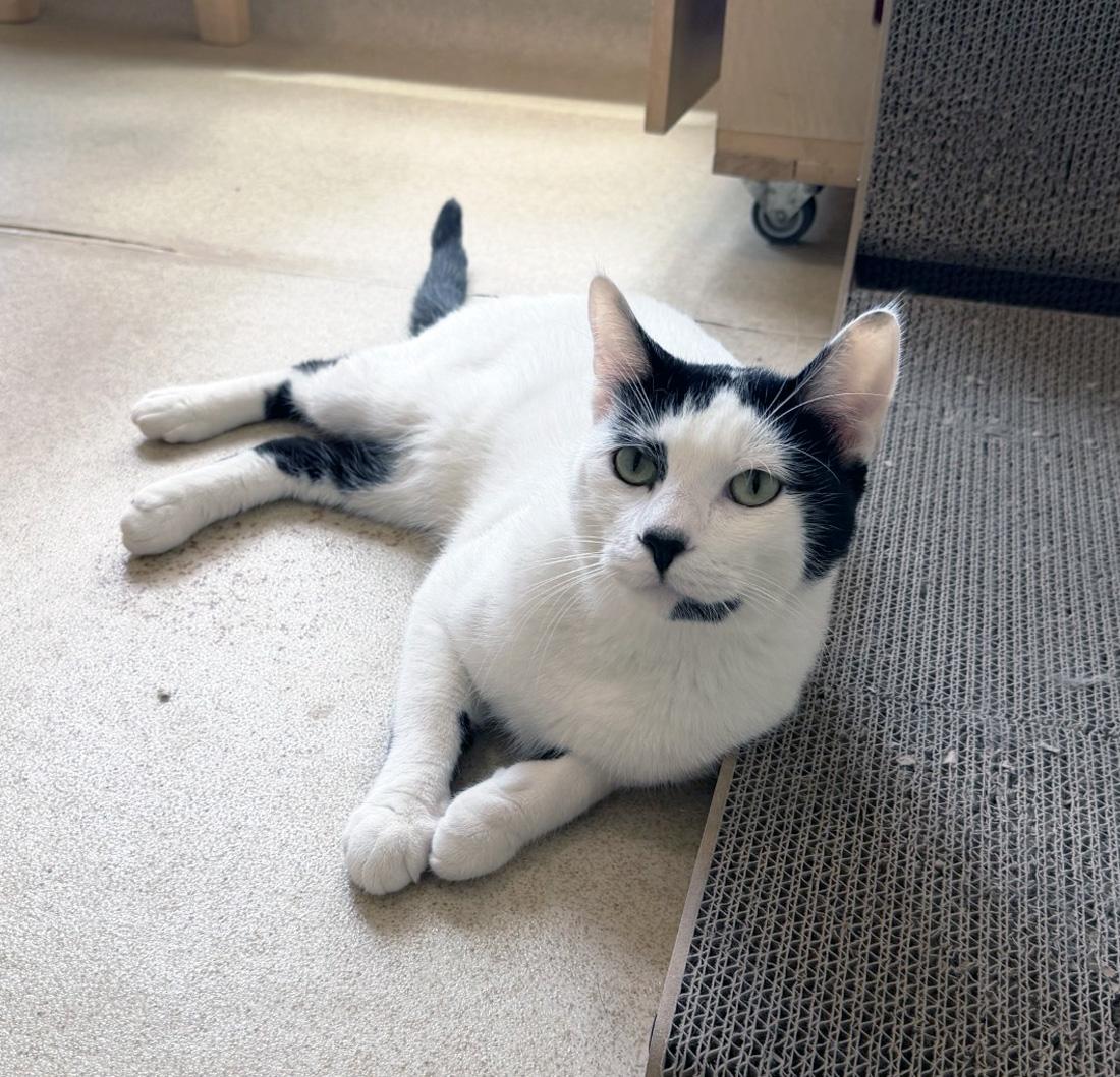 Enlarge SPOOKY - MY ADOPTION FEE IS HALF PRICE IN JUNE, a ADOPTABLE Domestic Short Hair in San Clemente, CA image 3/3