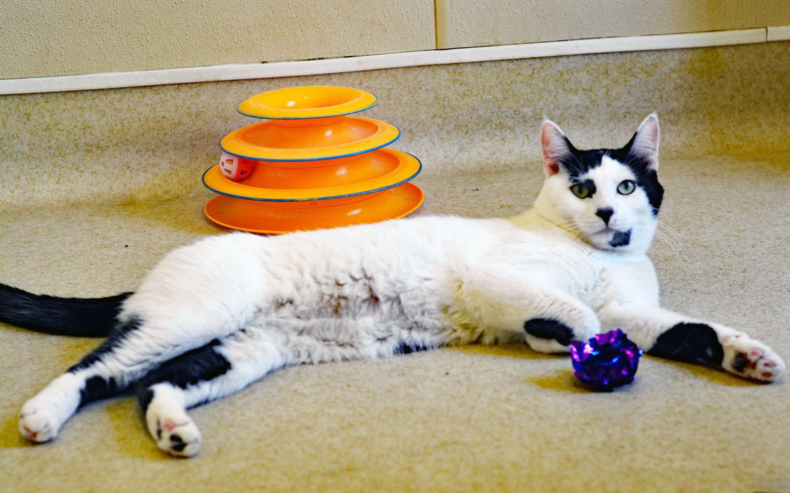 Enlarge SPOOKY - MY ADOPTION FEE IS HALF PRICE IN JUNE, a ADOPTABLE Domestic Short Hair in San Clemente, CA image 2/3