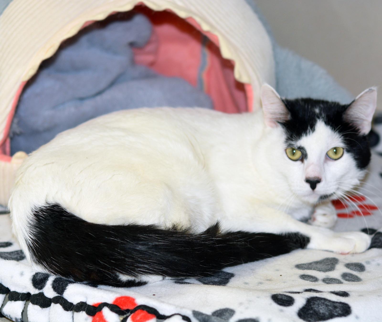 Enlarge SPOOKY - MY ADOPTION FEE IS HALF PRICE IN JUNE, a ADOPTABLE Domestic Short Hair in San Clemente, CA image 3/3