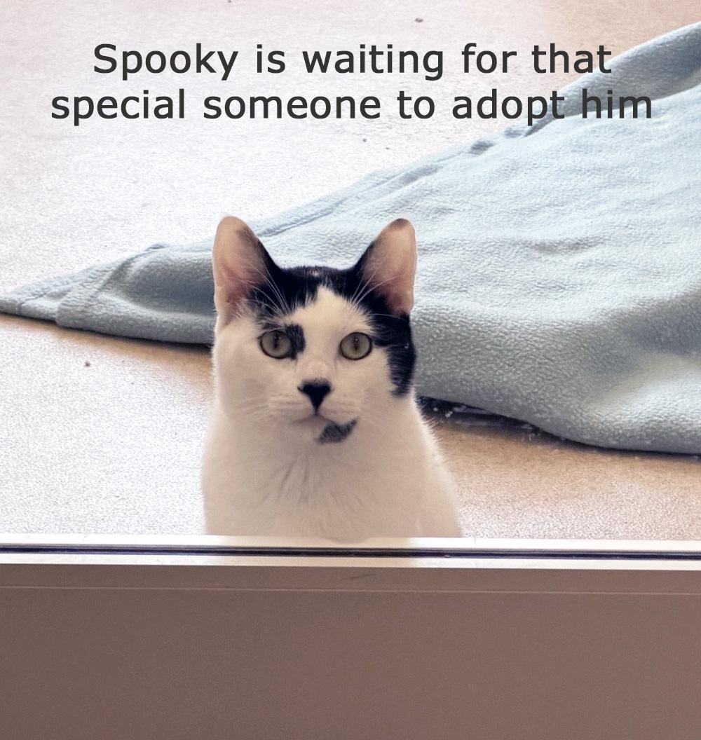 Enlarge SPOOKY - MY ADOPTION FEE IS HALF PRICE IN JUNE, a ADOPTABLE Domestic Short Hair in San Clemente, CA image 2/3