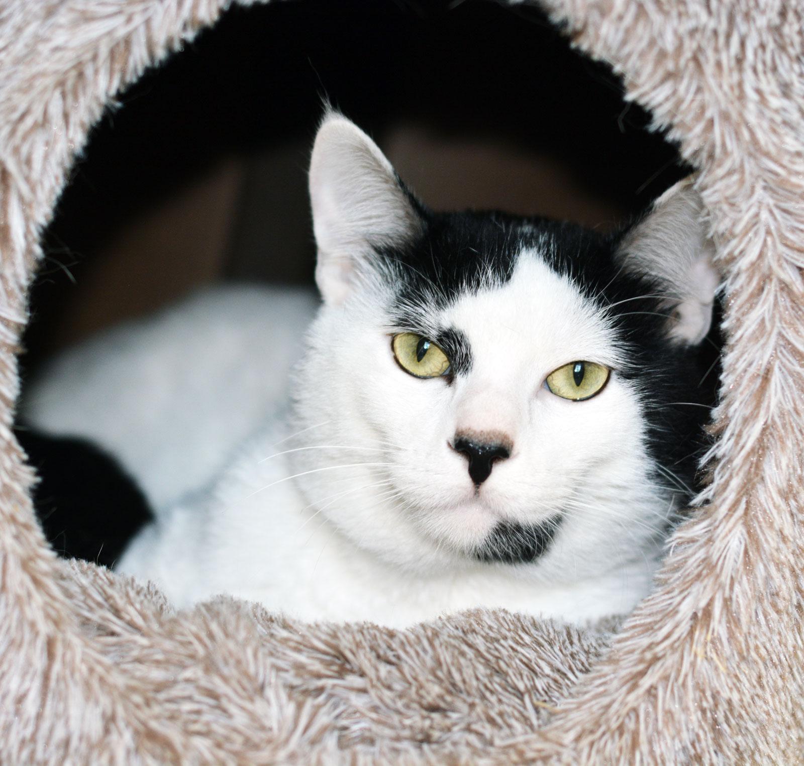 SPOOKY - MY ADOPTION FEE IS HALF PRICE IN JUNE, ADOPTABLE, Adult Male Domestic Short Hair.
