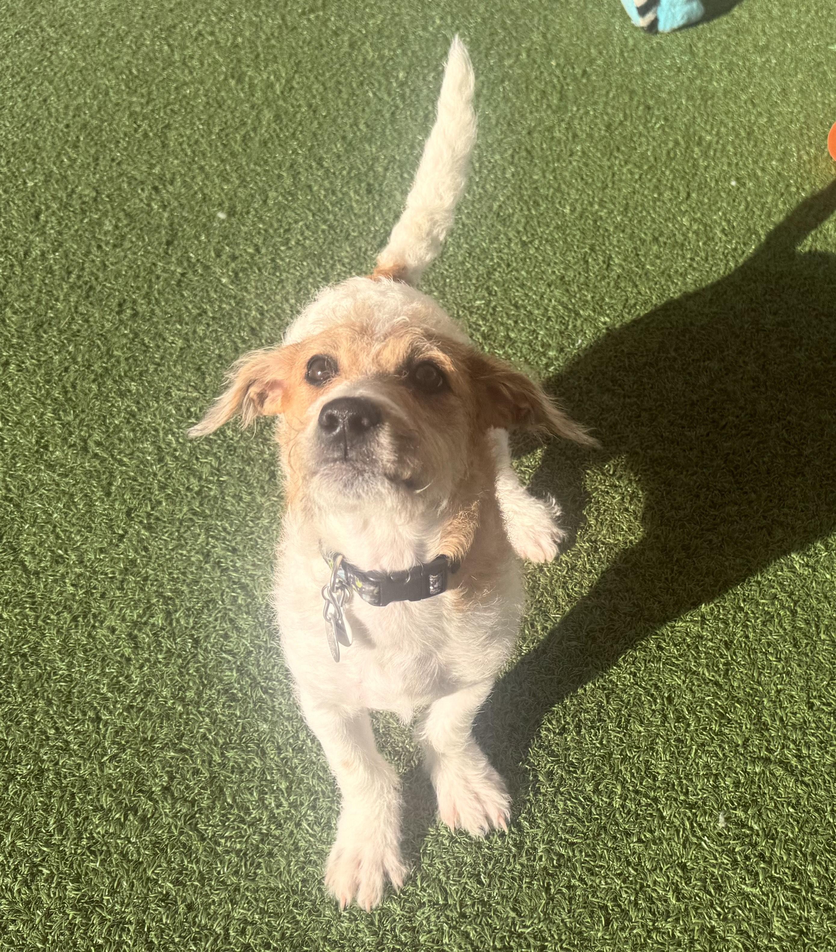 Enlarge Muffin, a Adoptable mixed breed in Hays, KS image 5/5