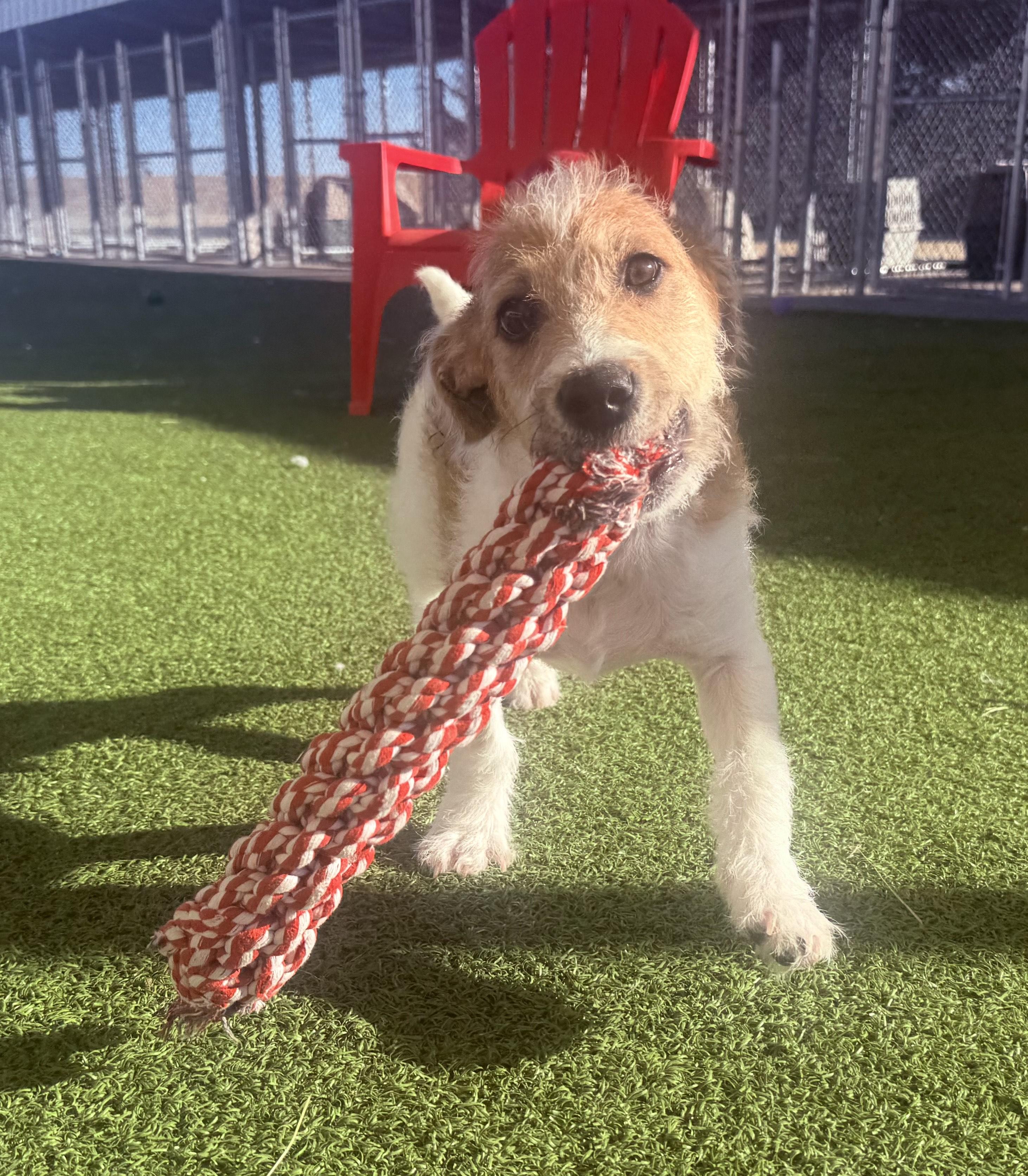 Muffin, Adoptable, Puppy Male Jack Russell Terrier & Poodle.