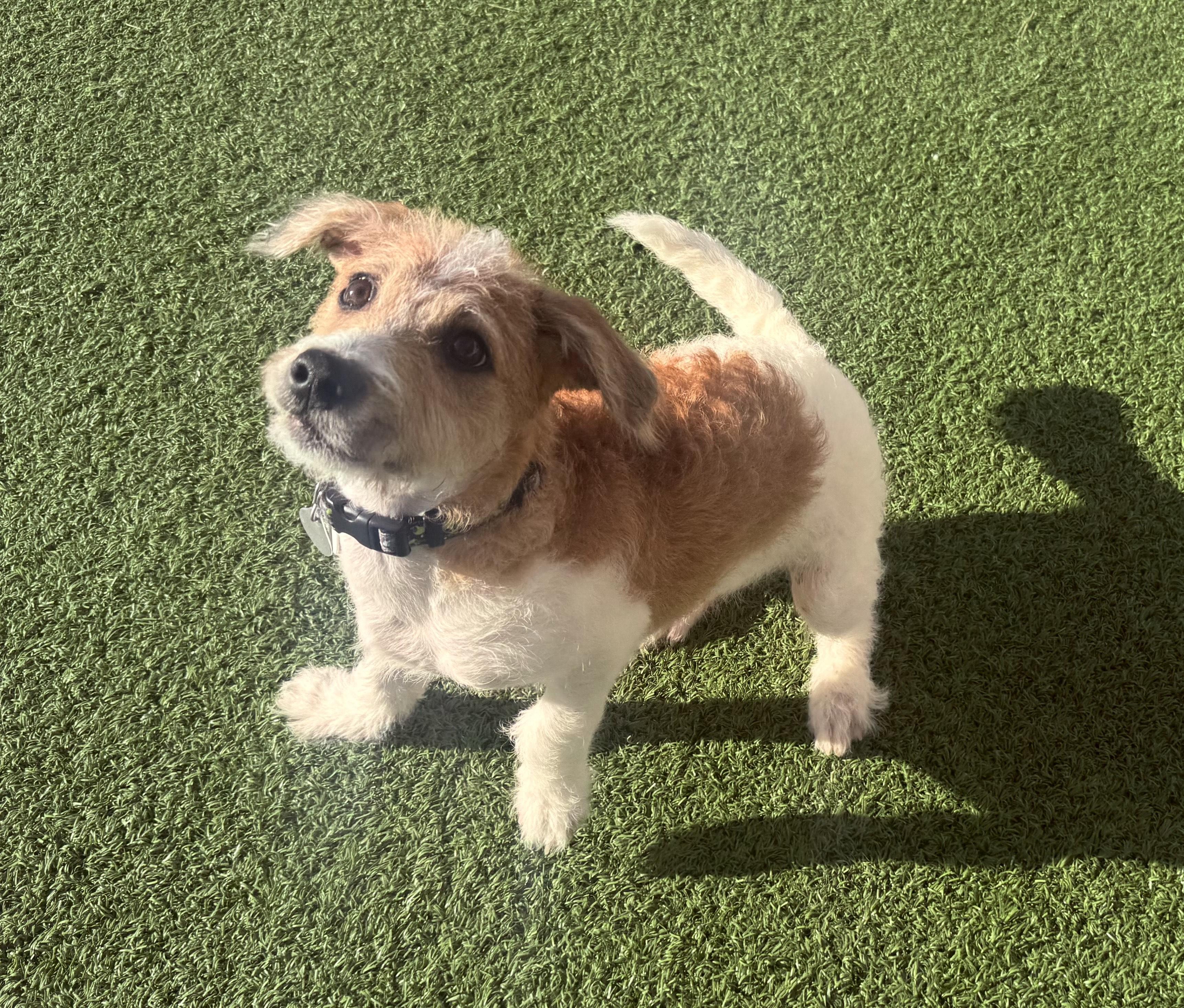 Enlarge Muffin, a Adoptable mixed breed in Hays, KS image 3/5