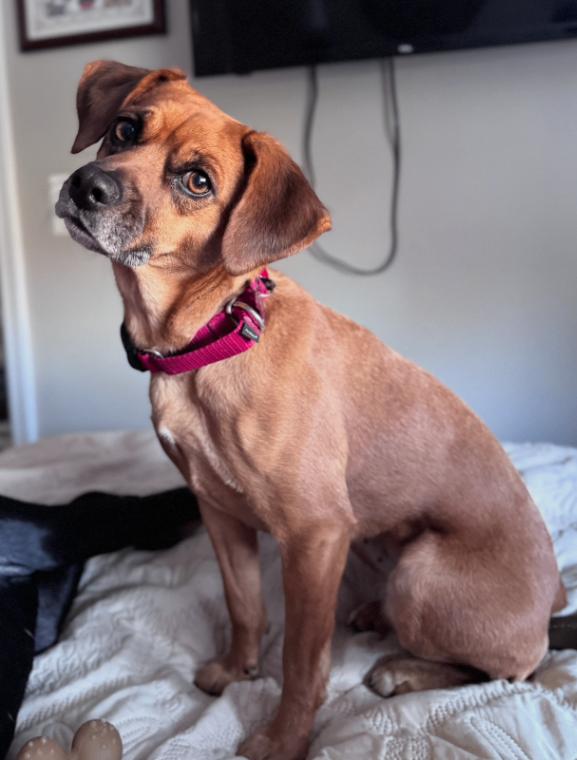 Enlarge Susie, a Adoptable mixed breed in Berkeley Heights, NJ image 1/6