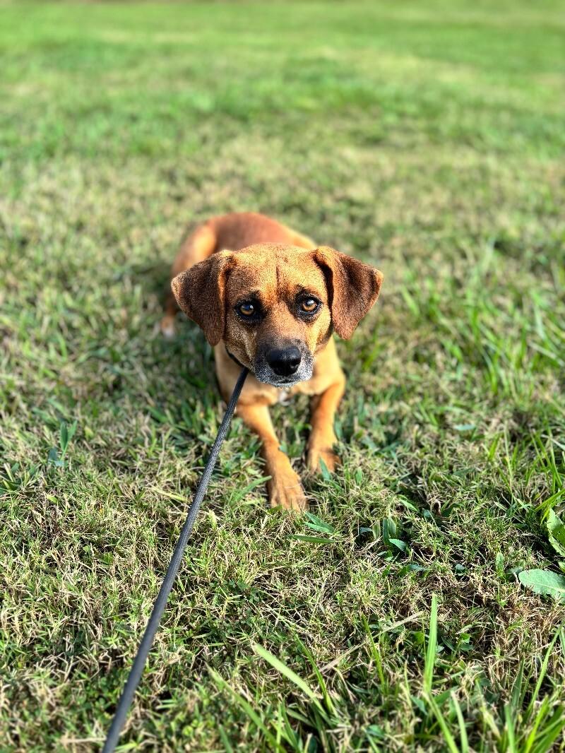 Enlarge Susie, a Adoptable mixed breed in Berkeley Heights, NJ image 2/6