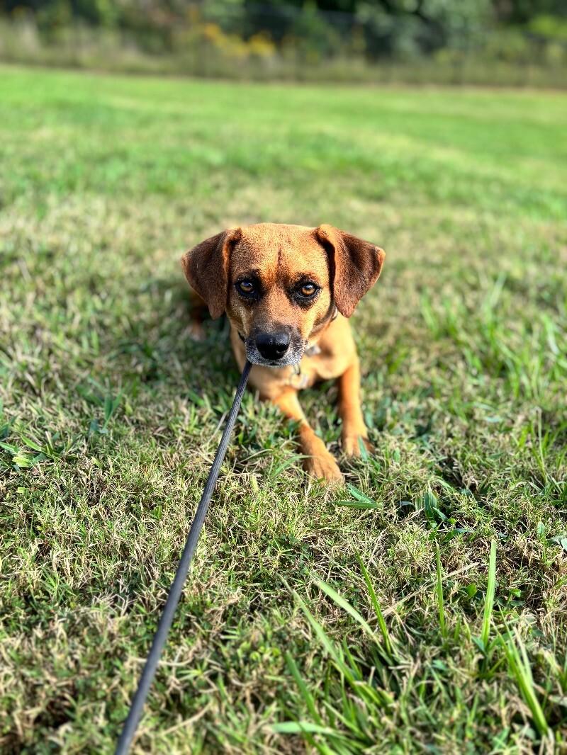 Enlarge Susie, a Adoptable mixed breed in Berkeley Heights, NJ image 5/6