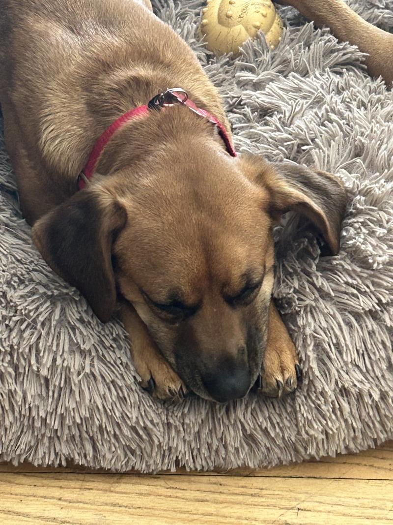 Enlarge Susie, a Adoptable mixed breed in Berkeley Heights, NJ image 3/6