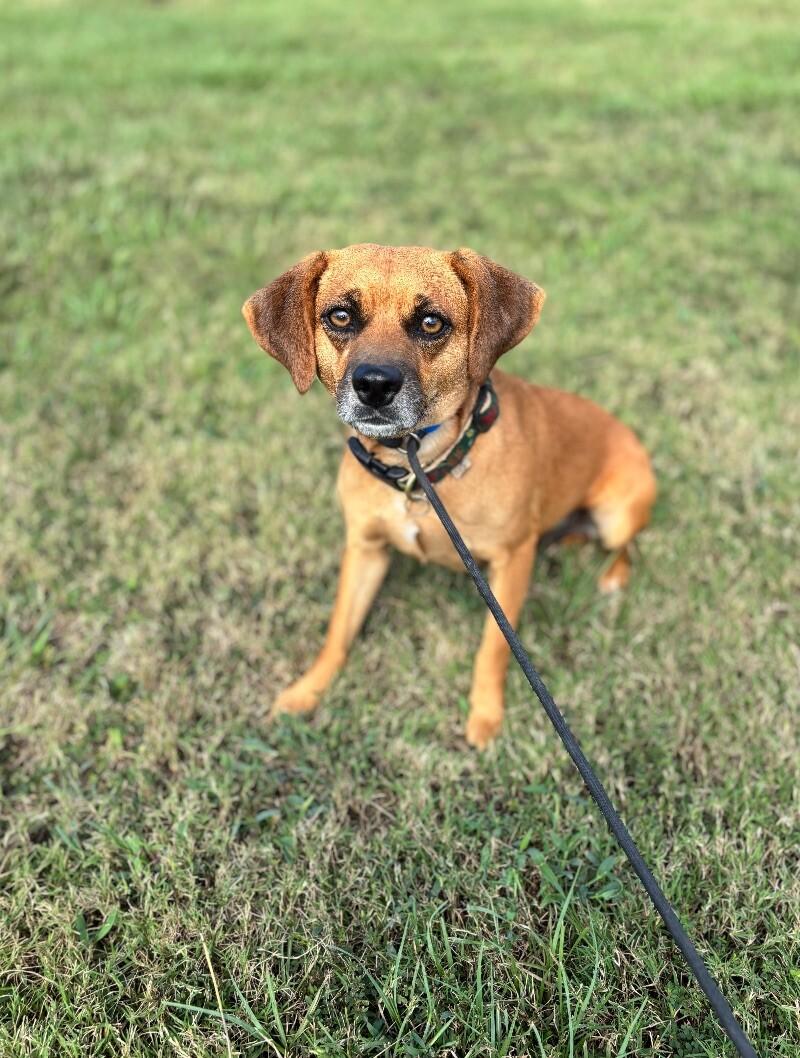Enlarge Susie, a Adoptable mixed breed in Berkeley Heights, NJ image 6/6