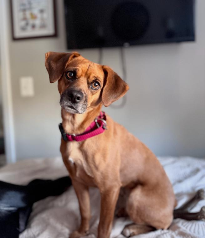 Enlarge Susie, a Adoptable mixed breed in Berkeley Heights, NJ image 4/6