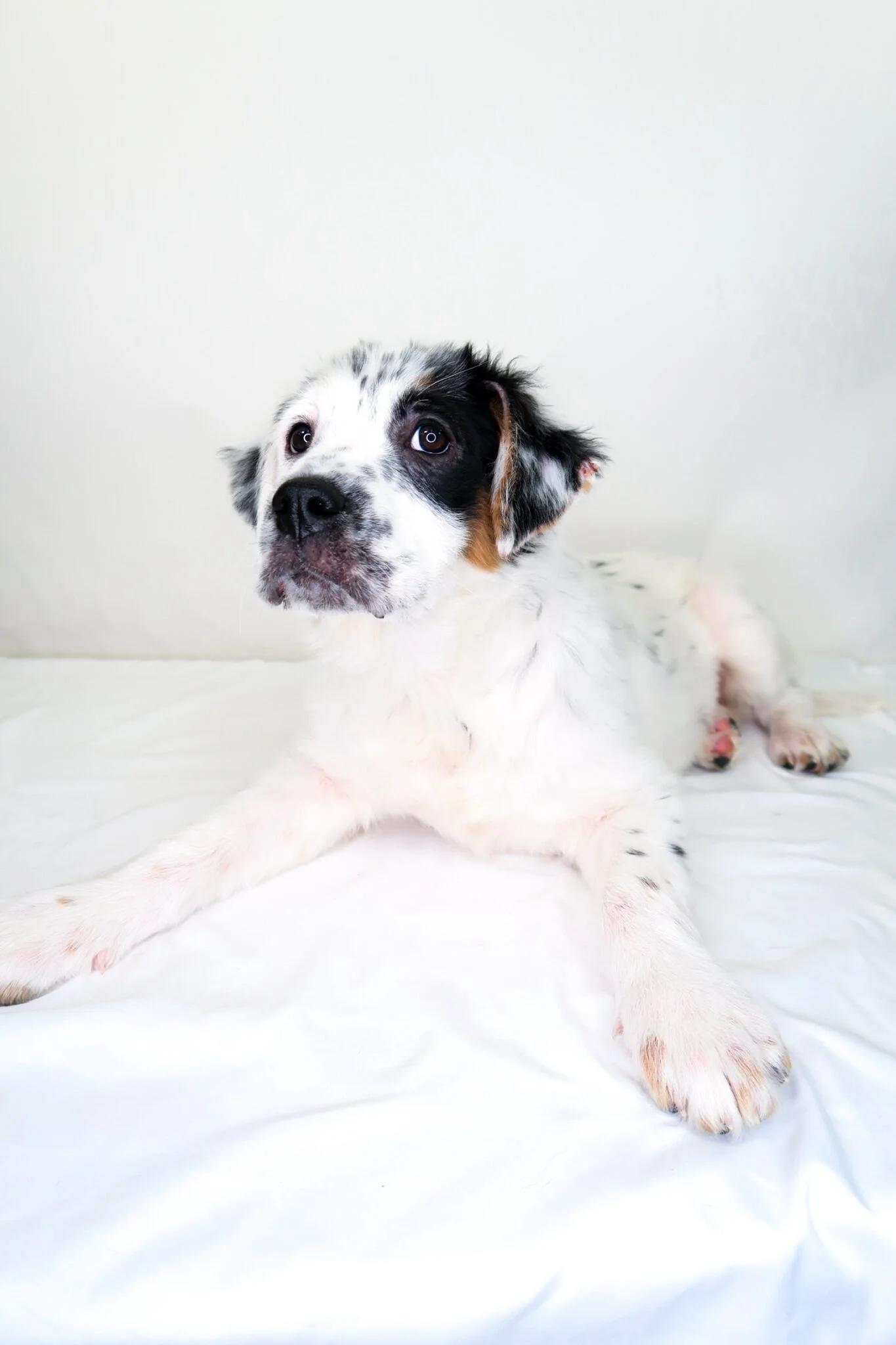 Enlarge Cristina, an adopted mixed breed in Bixby, OK image 5/5