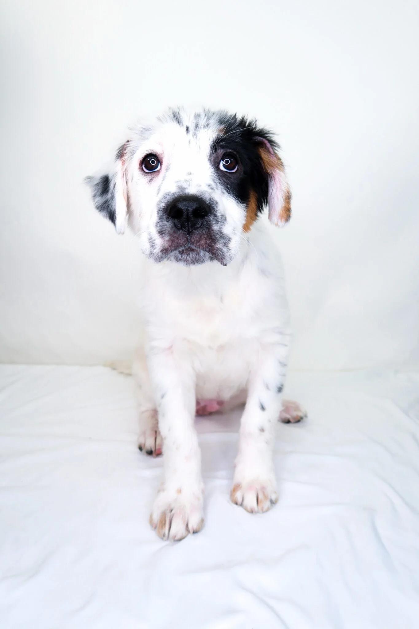 Enlarge Cristina, an adopted mixed breed in Bixby, OK image 3/5